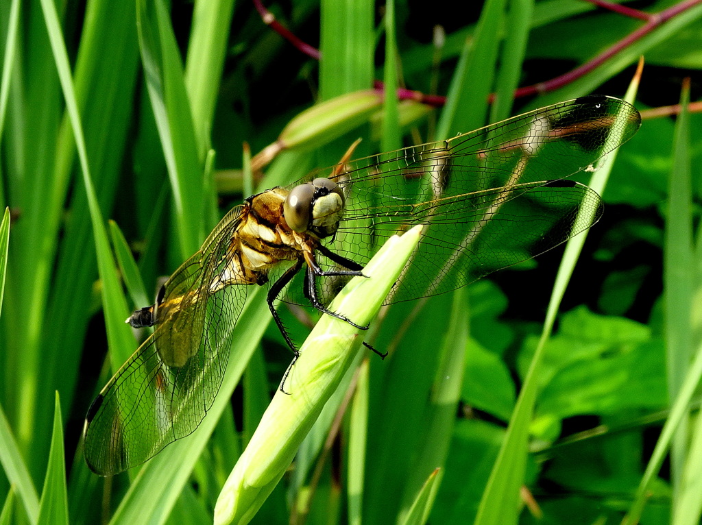 シオカラトンボ