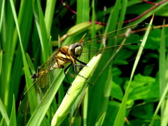 シオカラトンボ