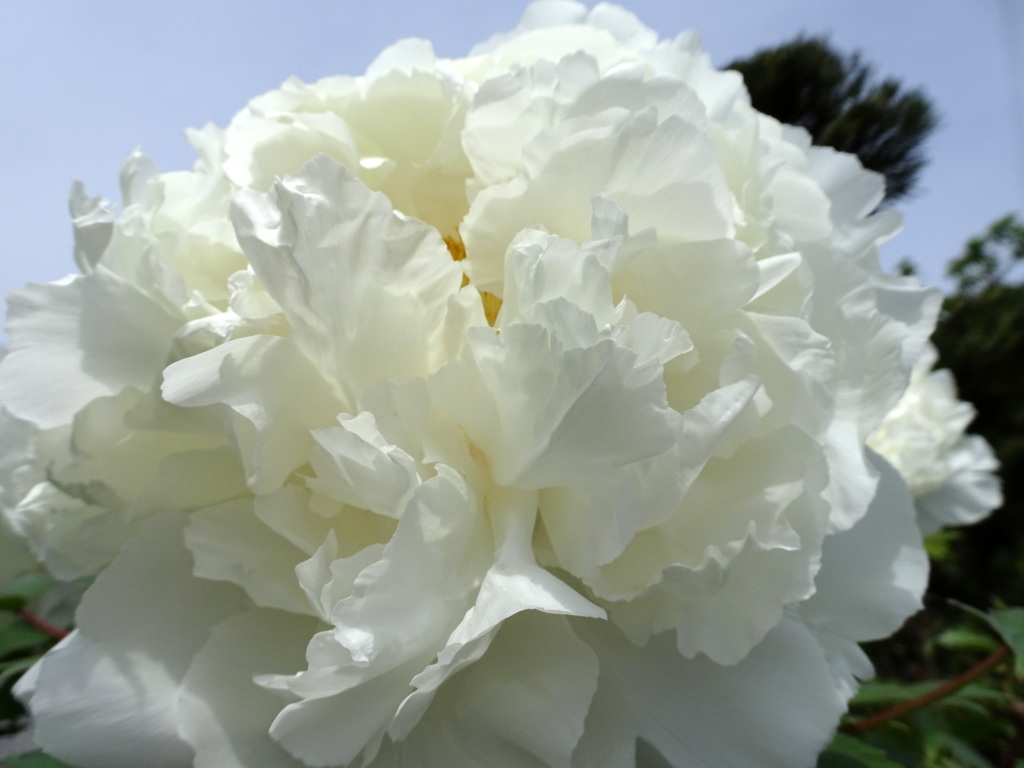 恥ずかしがり屋