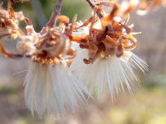 アキノノゲシの花後？