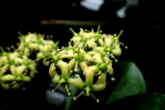 マサキの花