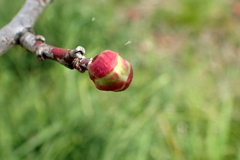 あったかいんだもの