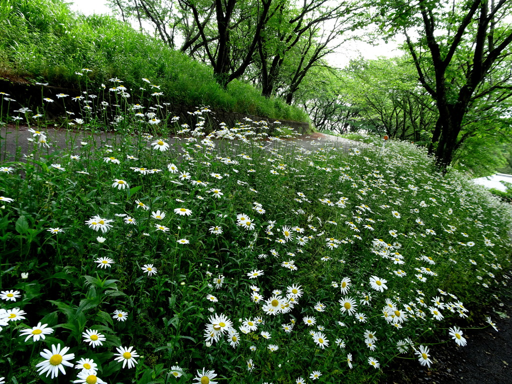 散歩道　マーガレット道2