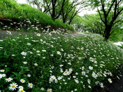 散歩道　マーガレット道2