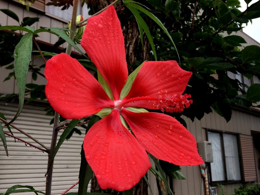 情熱の花