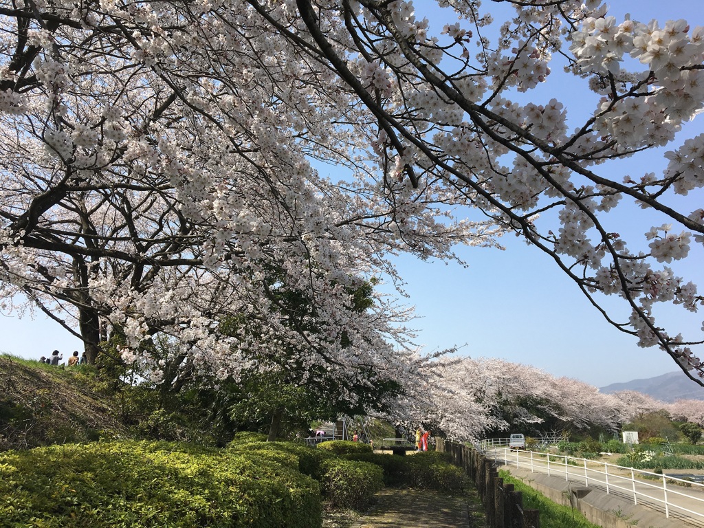 花に浮かれて