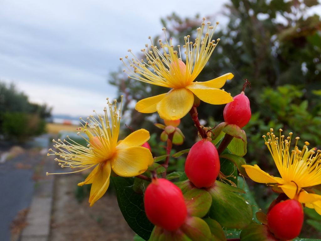 花と実と