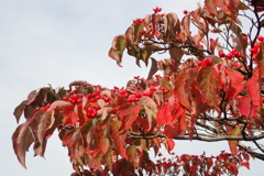 ハナミズキ秋色