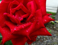 雨粒と花びらのシンフォニー2