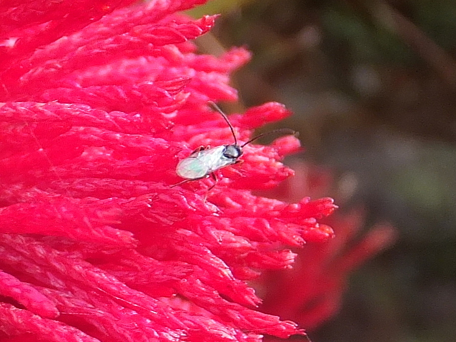 鶏頭におじゃま虫くん