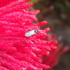 鶏頭におじゃま虫くん