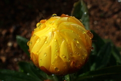 雫1