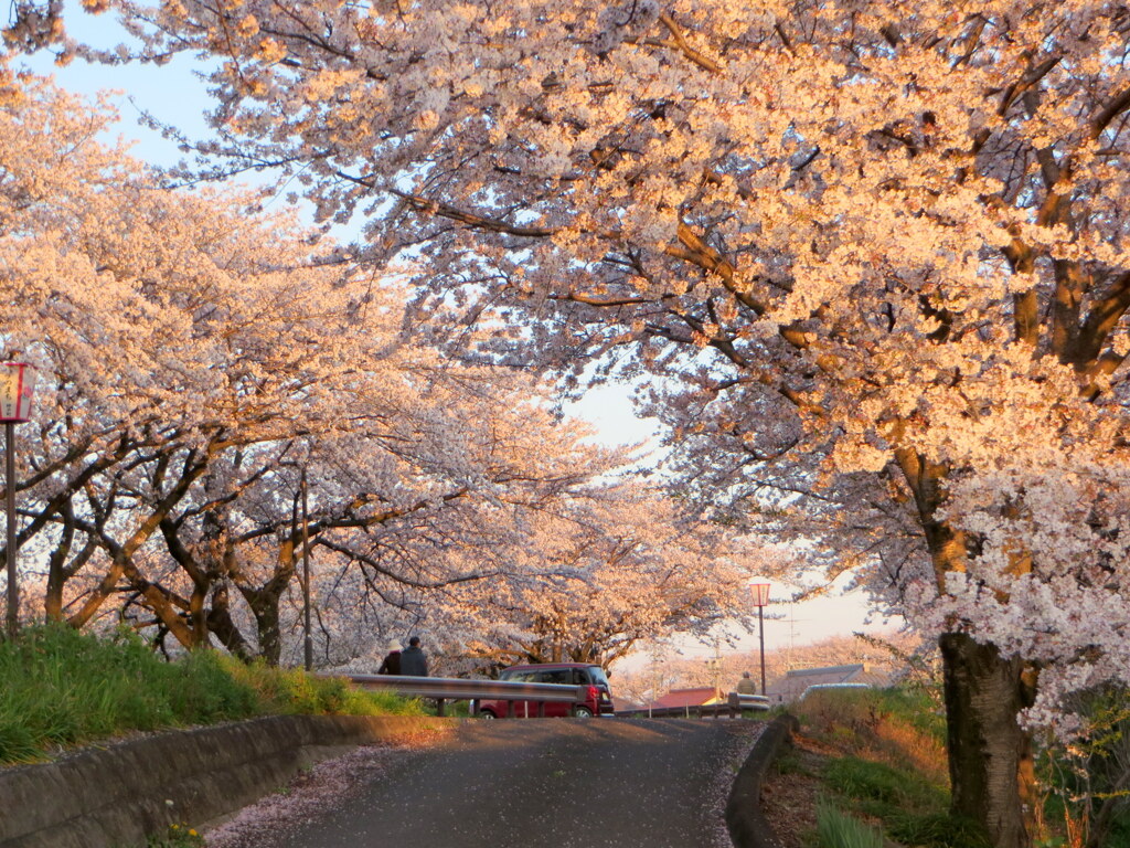 夕陽に染まるソメイヨシノ