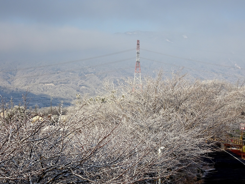 花が咲いたよう