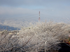 花が咲いたよう