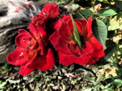 バラに魅せられて