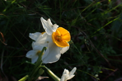 道端でひっそりと