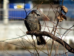 あ～～ぁくたびれた