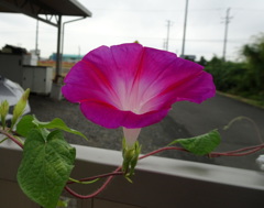 朝顔
