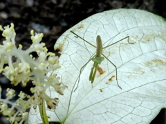 生まれて何日たったかな