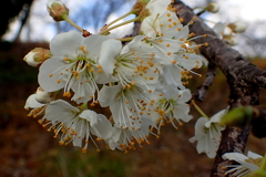スモモの花
