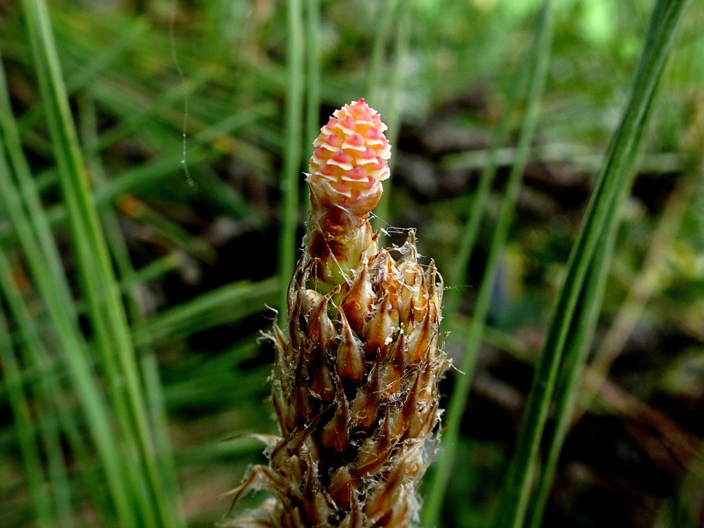 マツカサの赤ちゃん