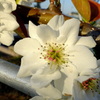 梨の花