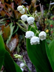 庭のスズランです。