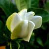 蕾