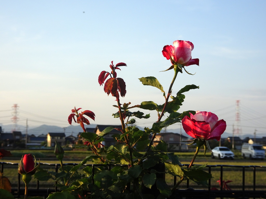 う～ん出番だ～