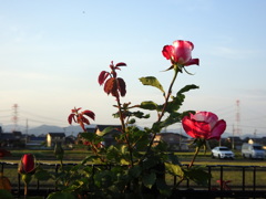 う～ん出番だ～