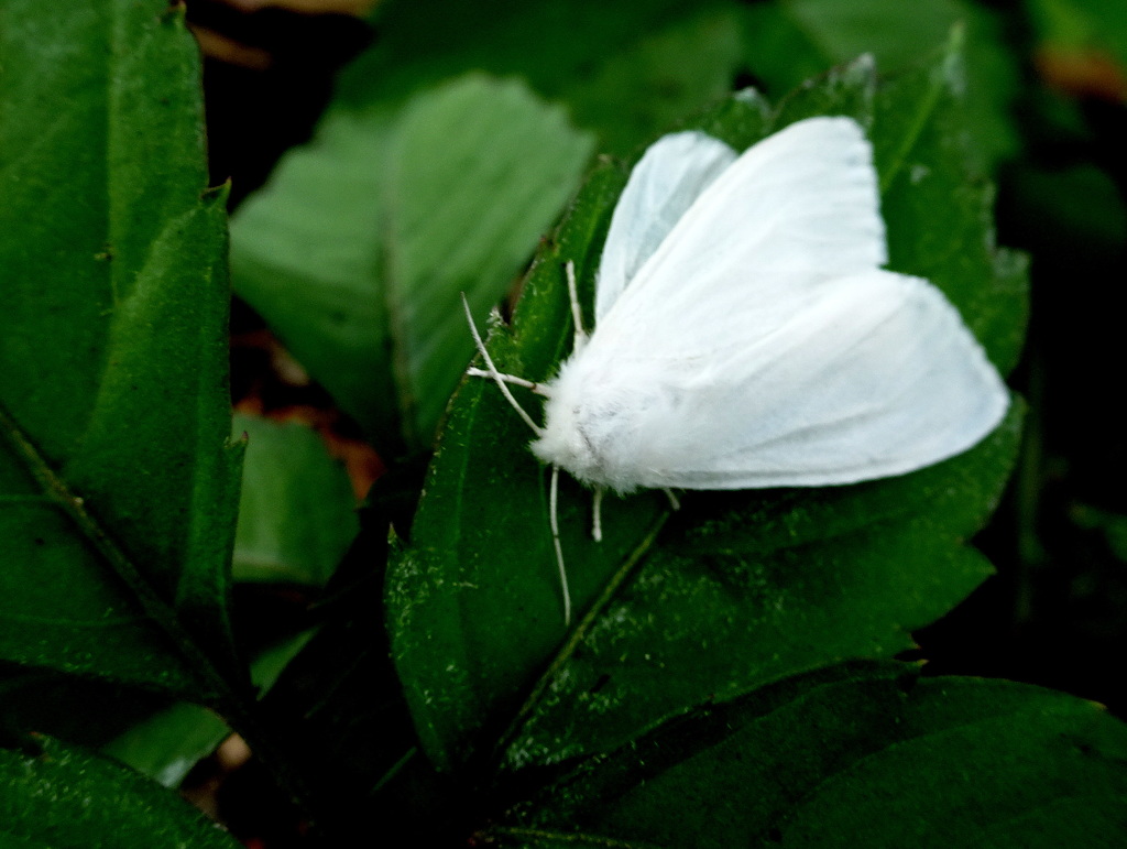 アメリカシロヒトリのオス