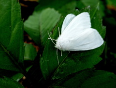 アメリカシロヒトリのオス