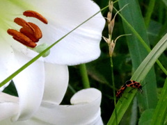 タカサゴユリとナガメの交尾