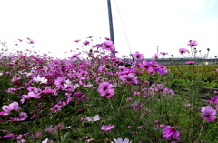 コスモス畑と新幹線