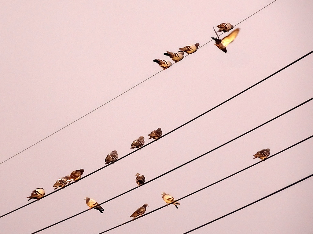 羽ばたけ　平和へ