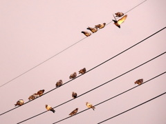 羽ばたけ　平和へ