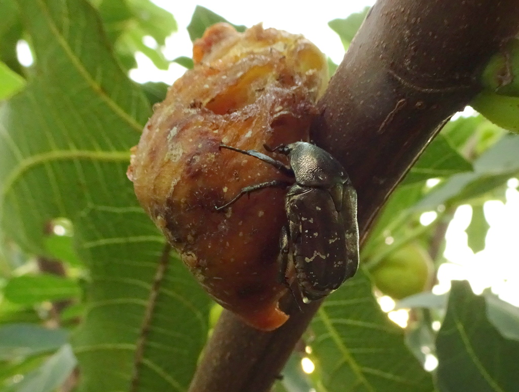 ムシャブリつく