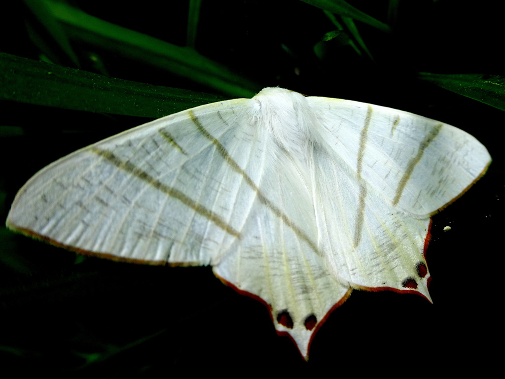 シロツバメエダシャク 