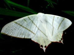 シロツバメエダシャク 