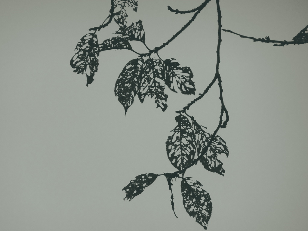 虫食い葉の芸術