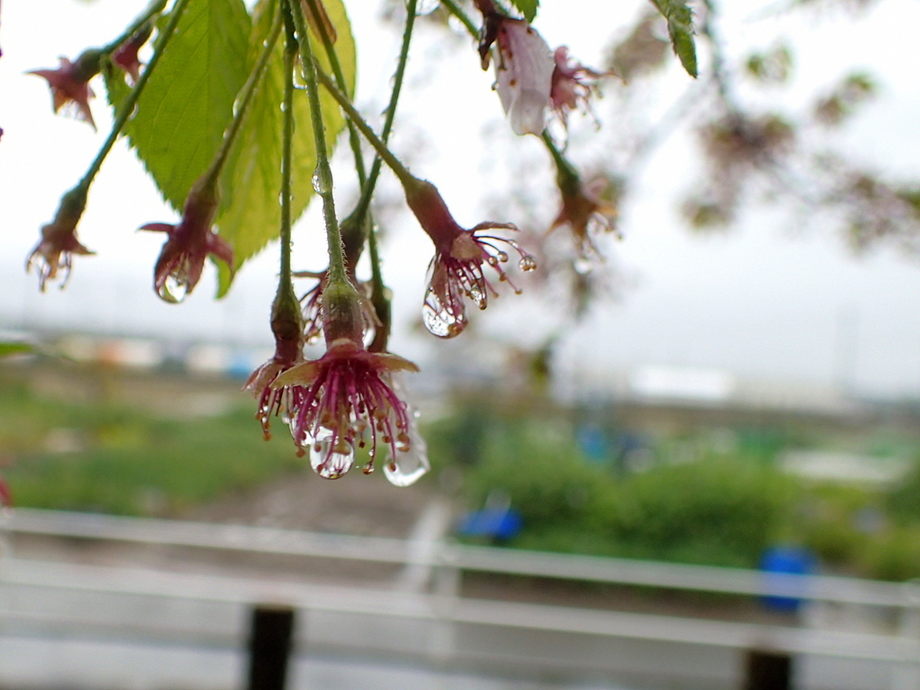 桜の涙