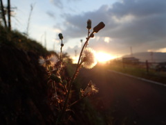 輝いて