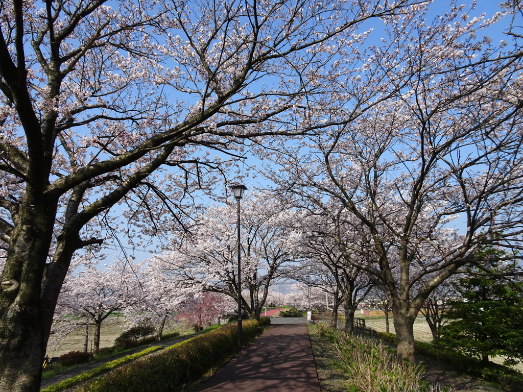 桜のトンネル１