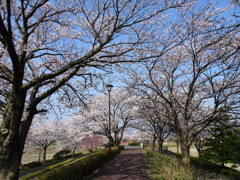 桜のトンネル１