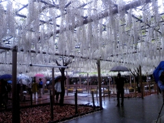 江南市曼荼羅寺公園の藤3