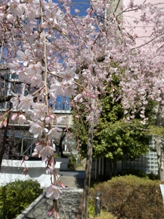 枝垂れ桜