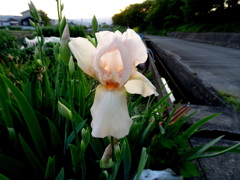 ジャーマンアイリス