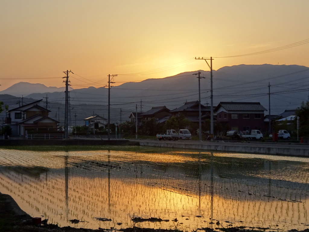 夕焼けにそまる早苗田