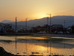 夕焼けにそまる早苗田